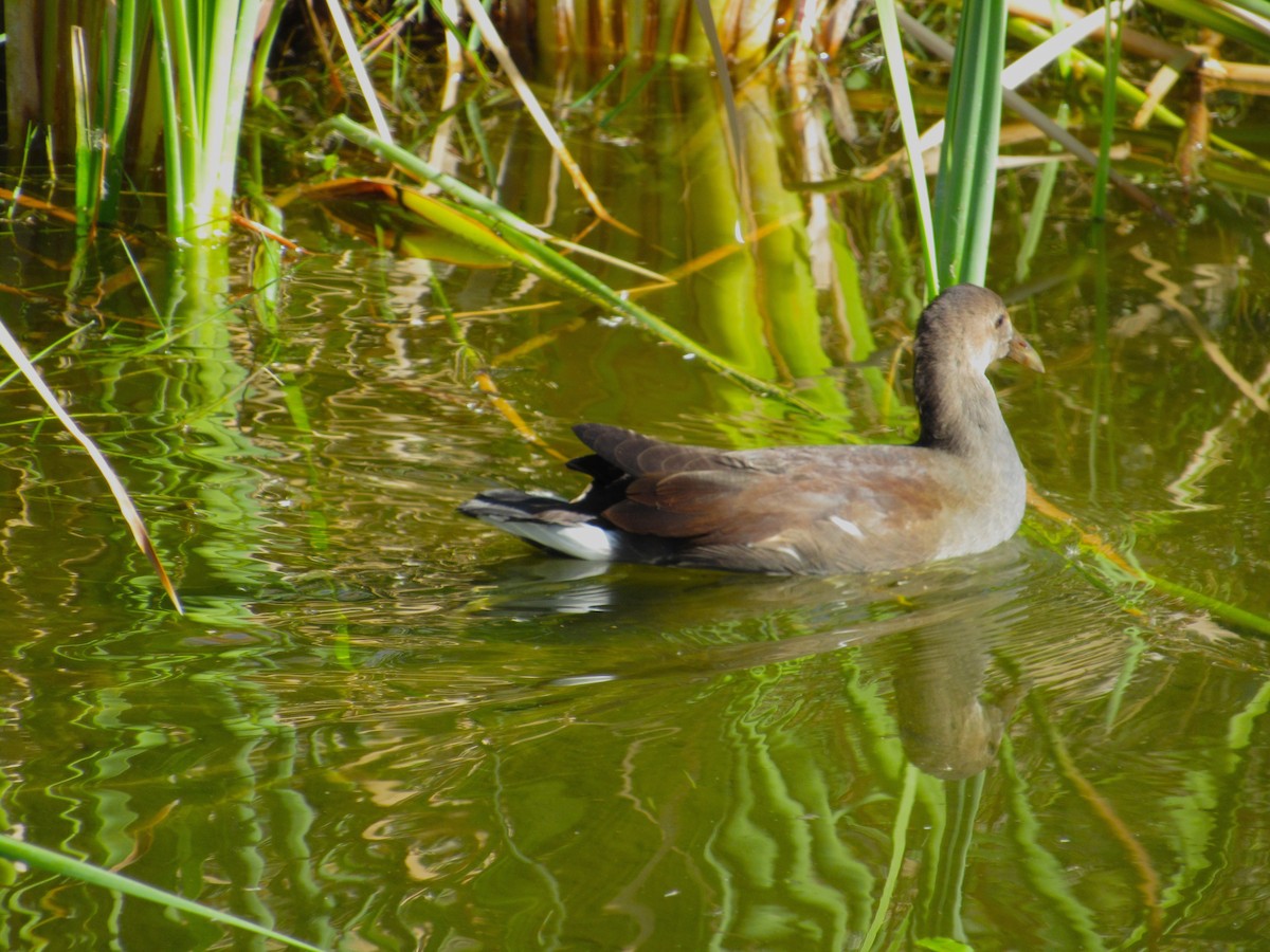 Amerika Sutavuğu - ML646276571