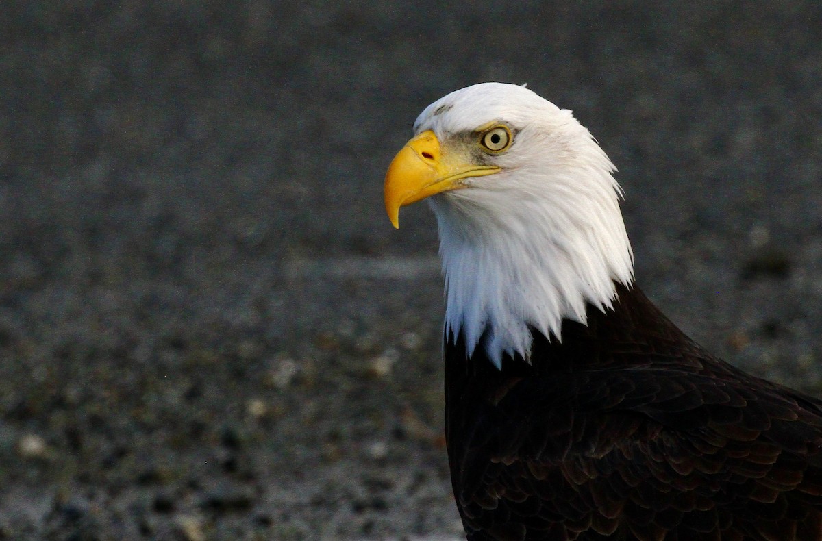 Pygargue à tête blanche - ML646276576