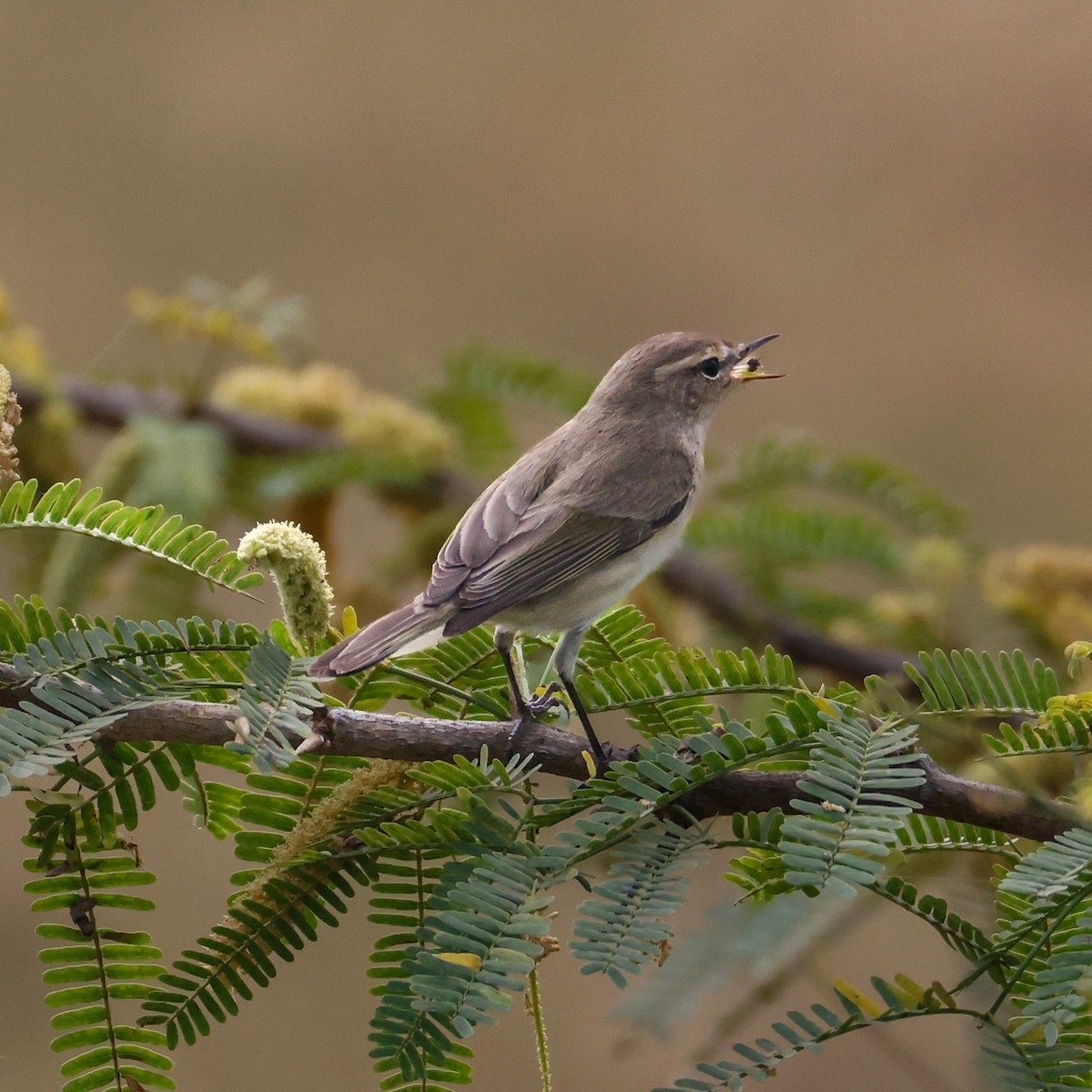 Common Chiffchaff - ML646276577