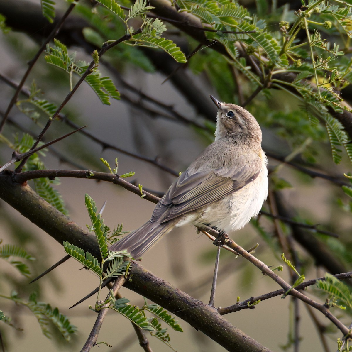 Common Chiffchaff - ML646276578