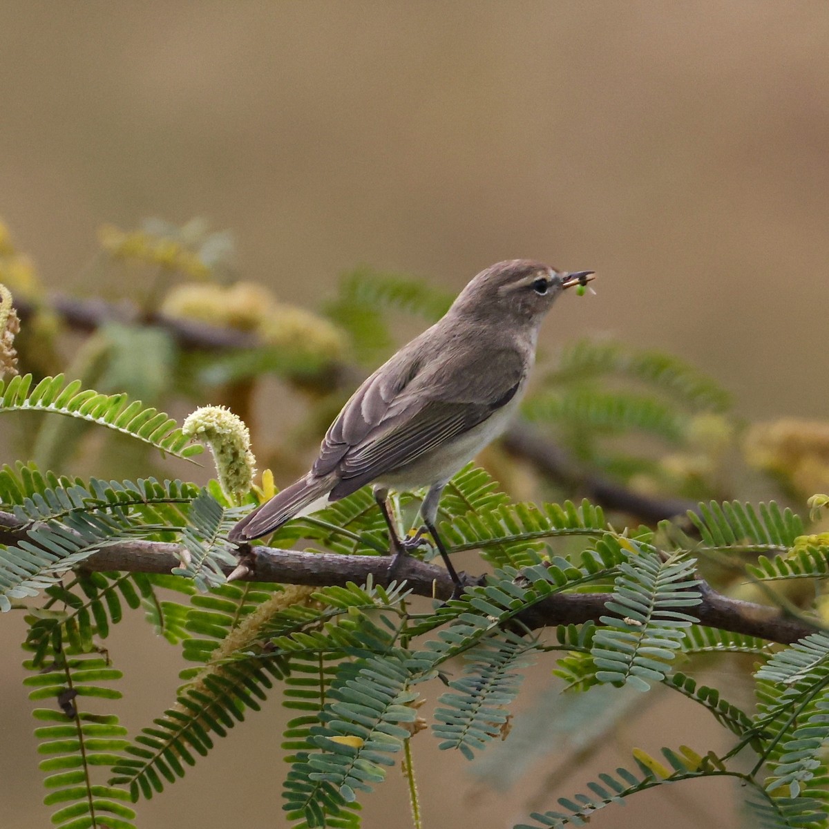 Common Chiffchaff - ML646276579