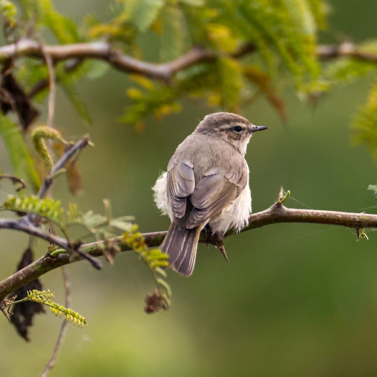 Common Chiffchaff - ML646276580
