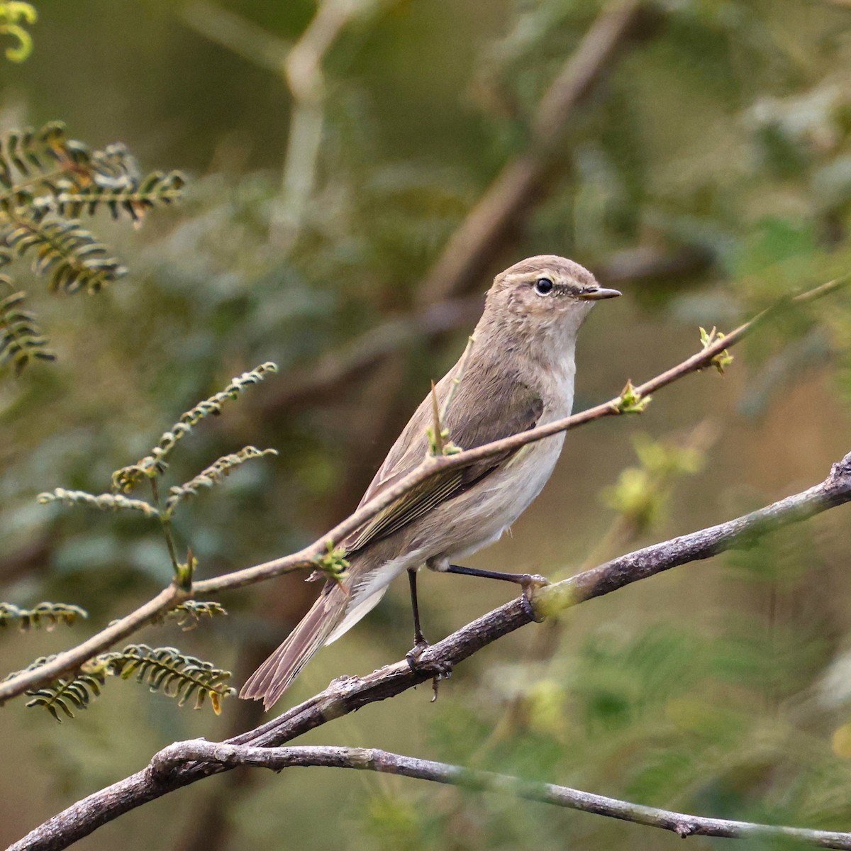 Common Chiffchaff - ML646276581