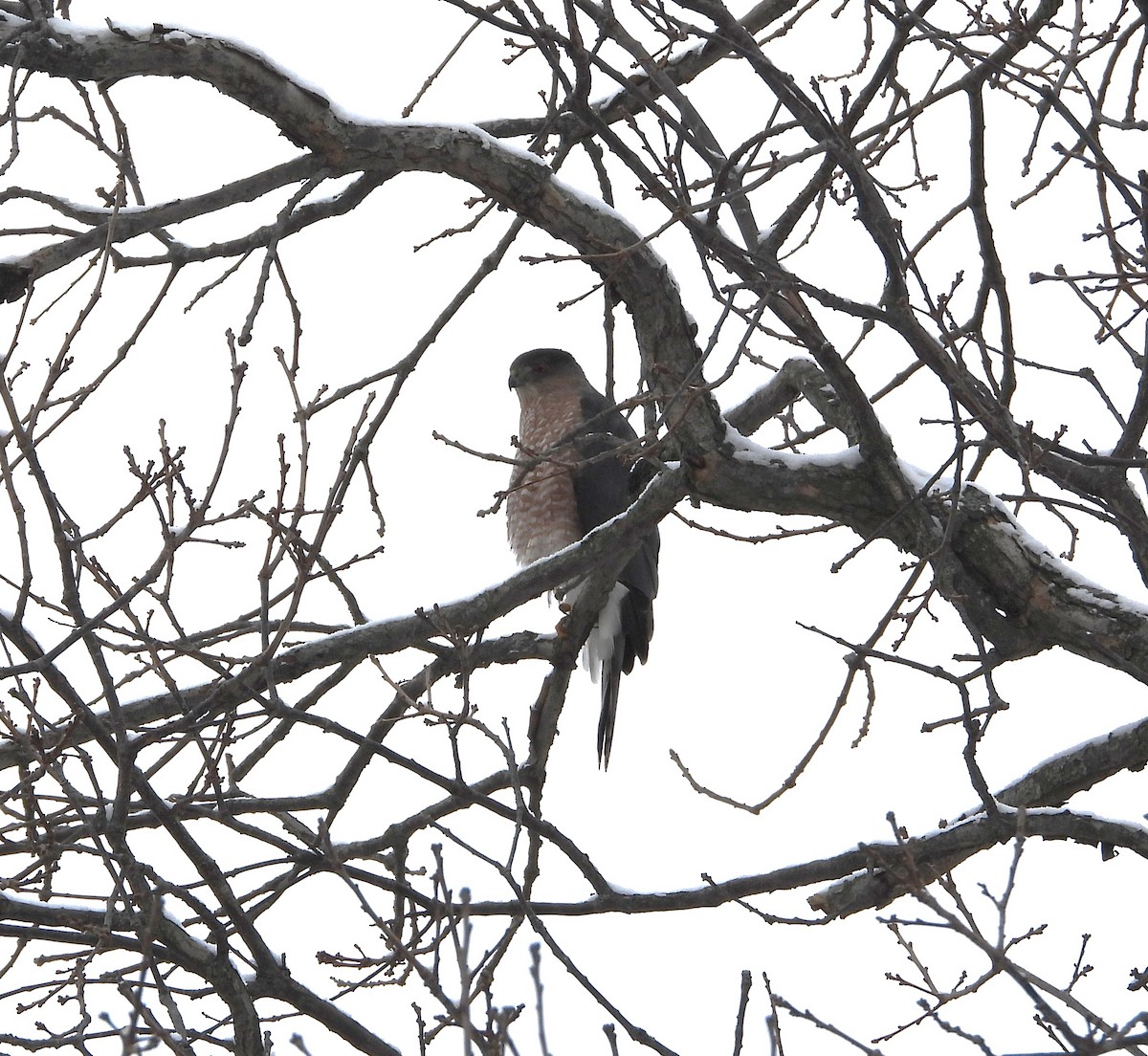Cooper's Hawk - ML646276582