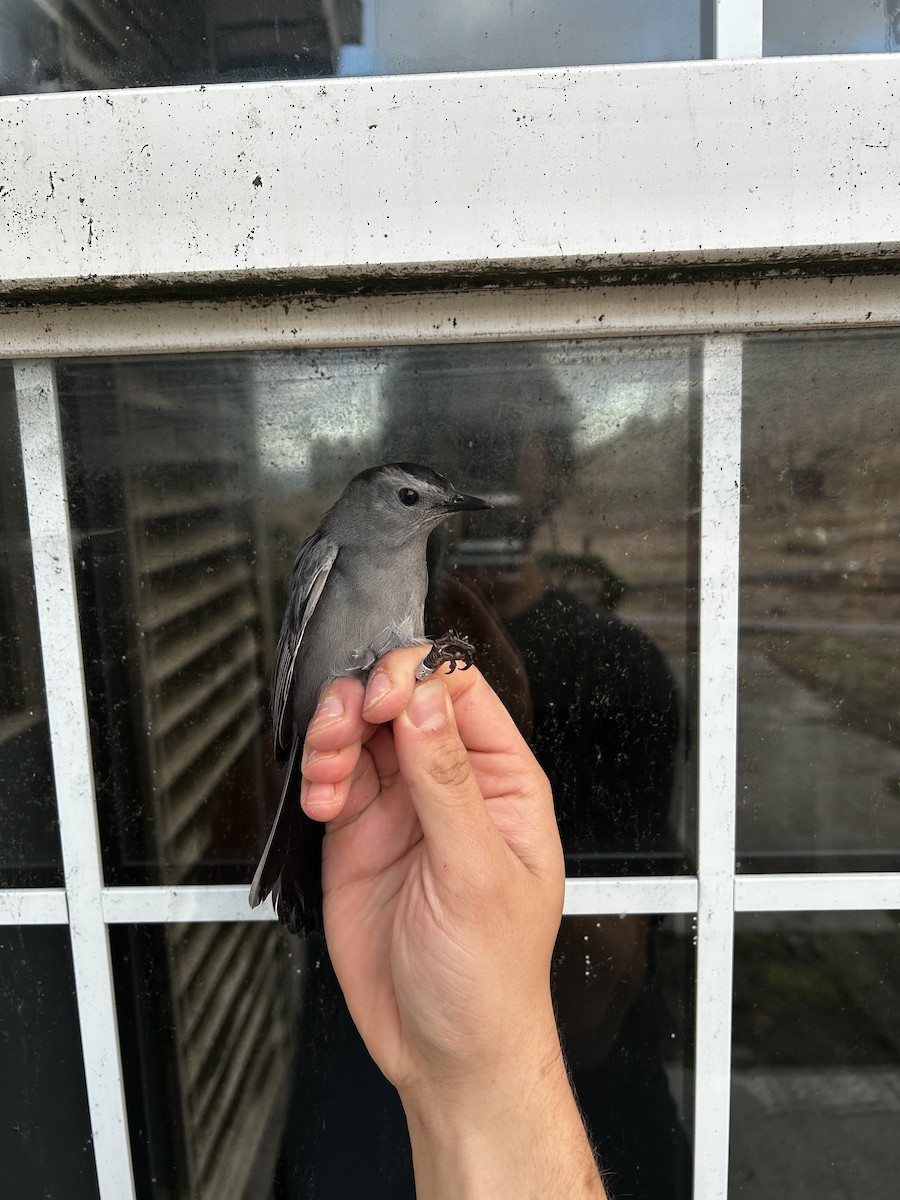 Gray Catbird - ML646276584