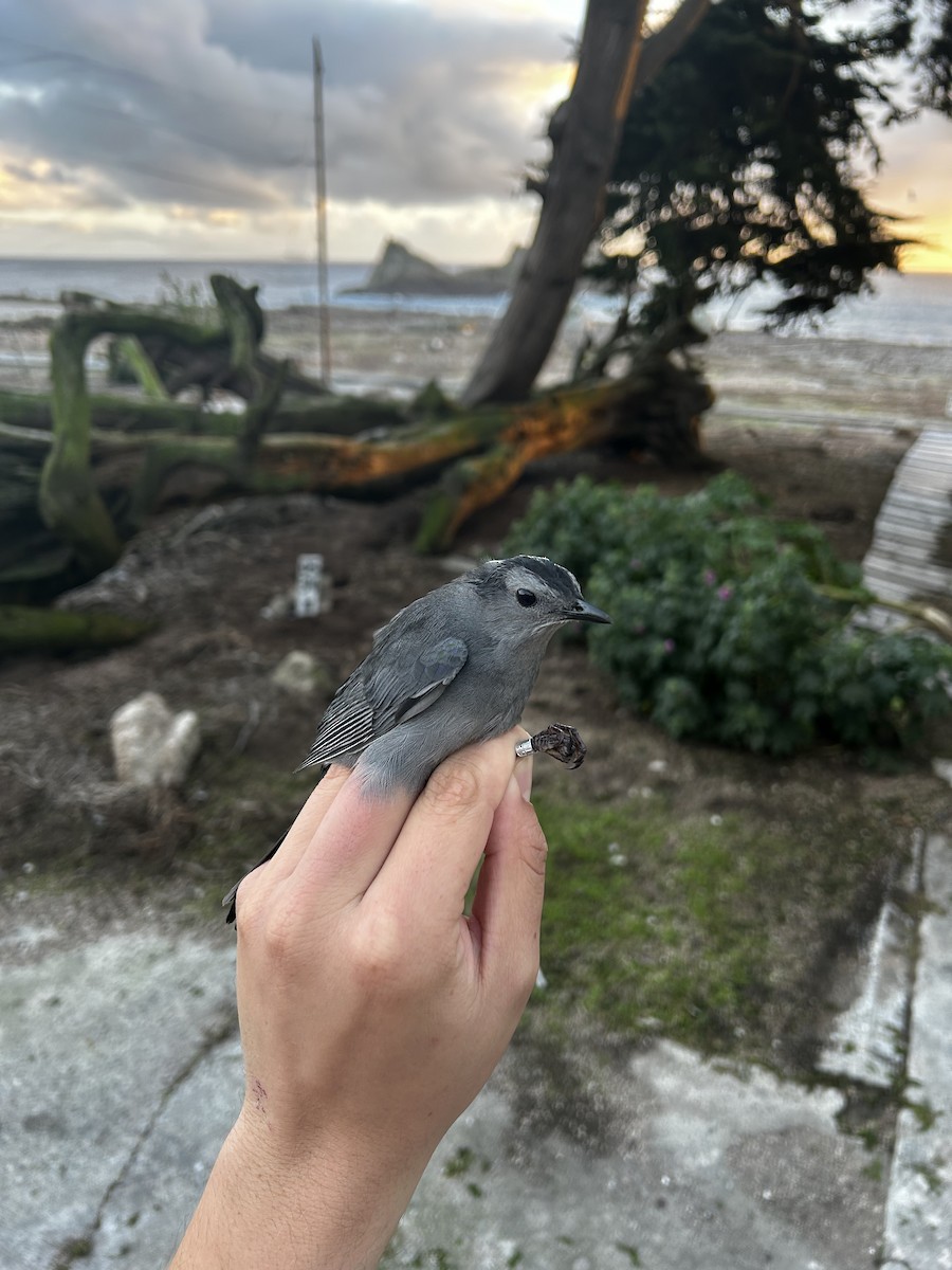 Gray Catbird - ML646276585