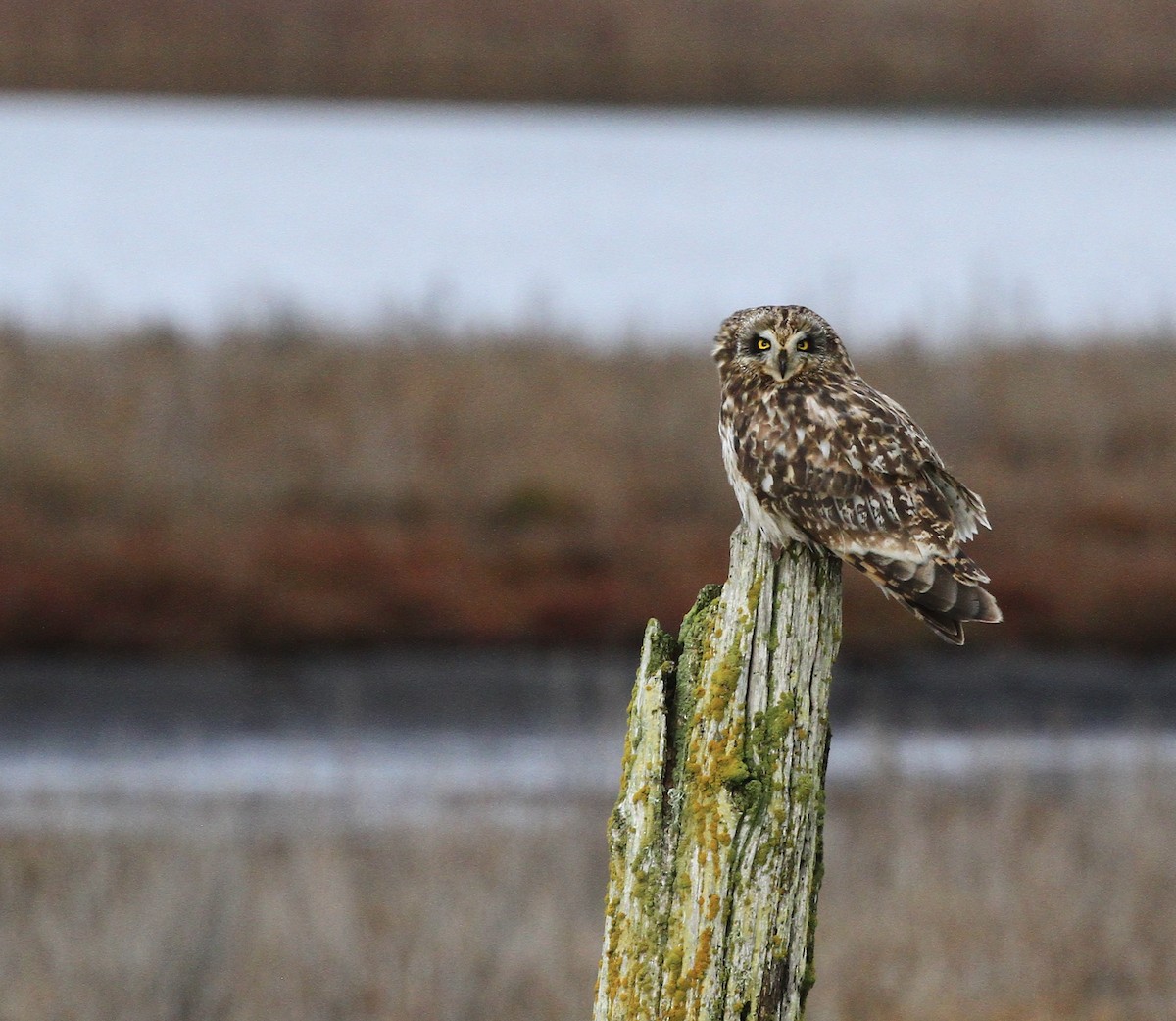 Short-eared Owl - ML646276591