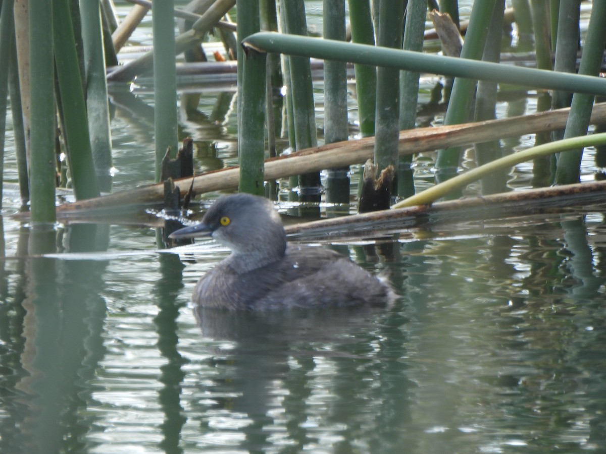 Least Grebe - ML646276592