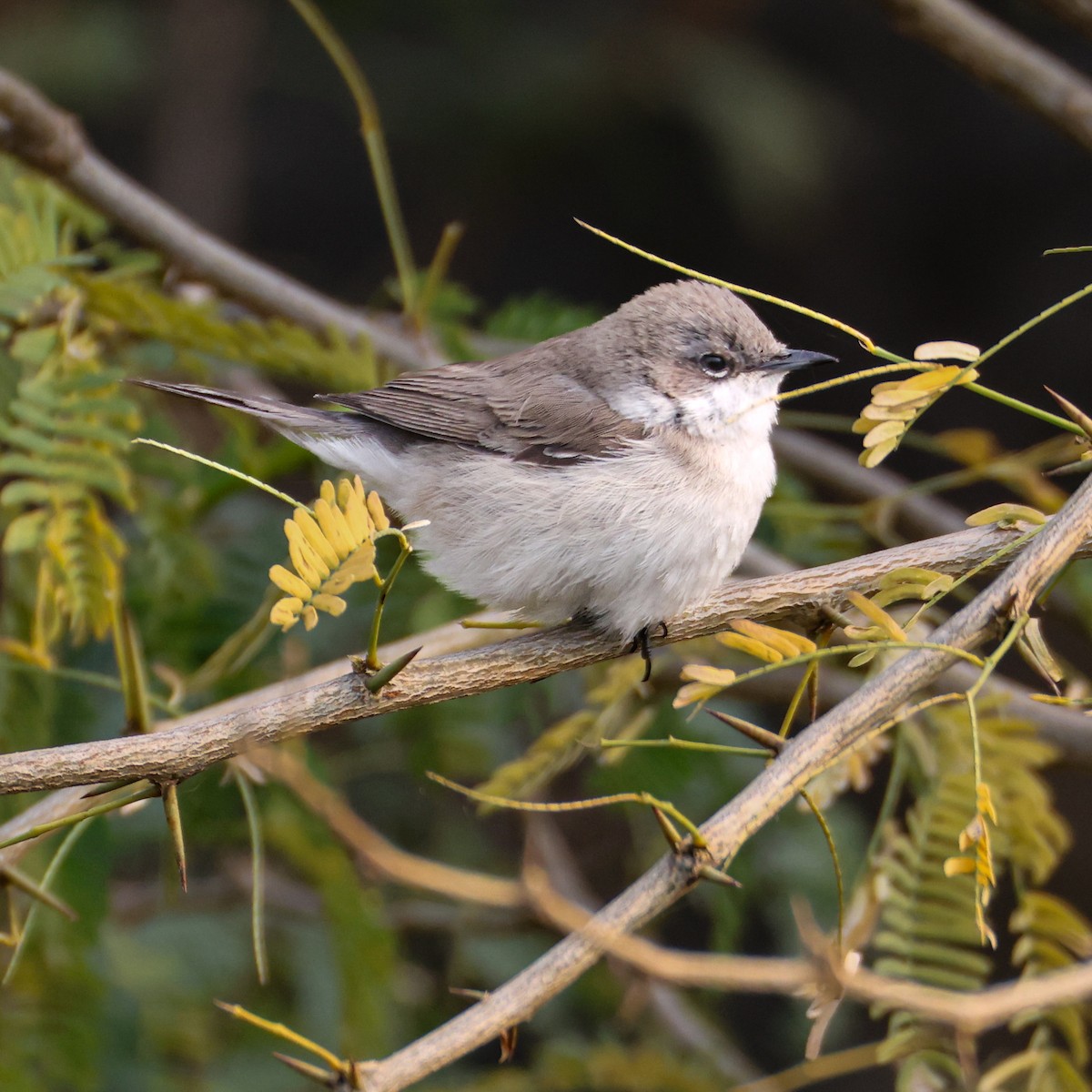 Lesser Whitethroat - ML646276595