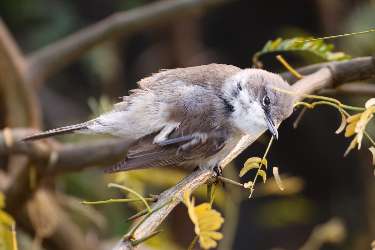 Lesser Whitethroat - ML646276596