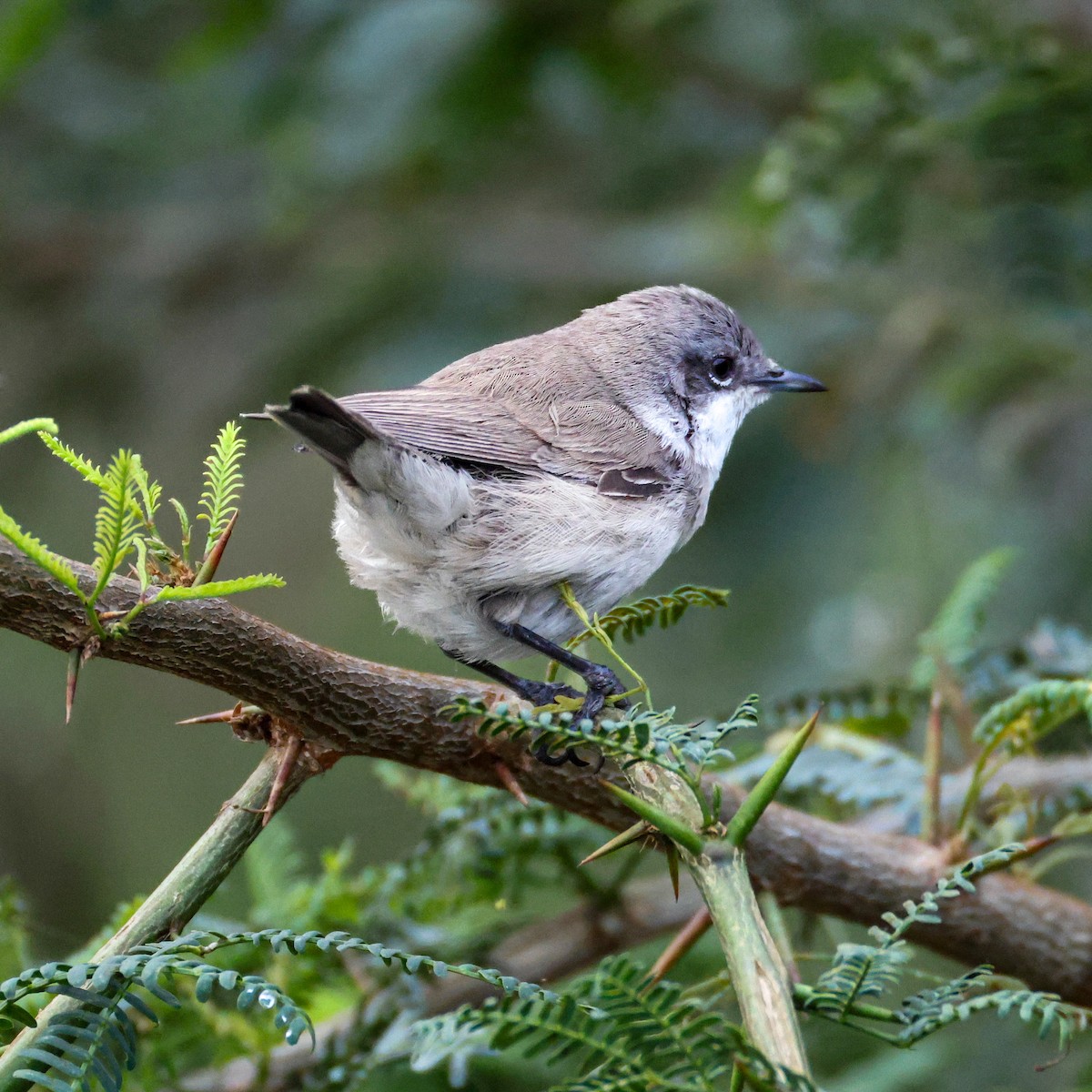 Lesser Whitethroat - ML646276597