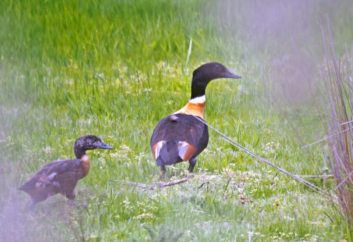 Casarca australiana - ML646276599