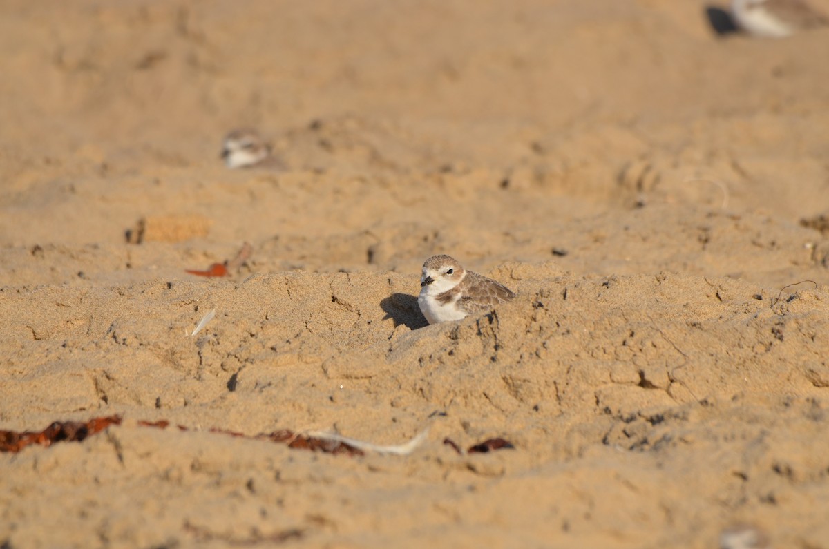 Snowy Plover - ML646276601