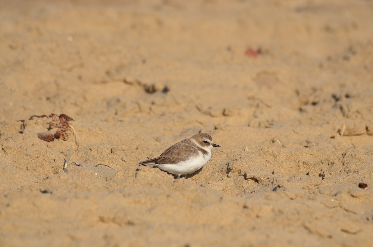 Snowy Plover - ML646276602
