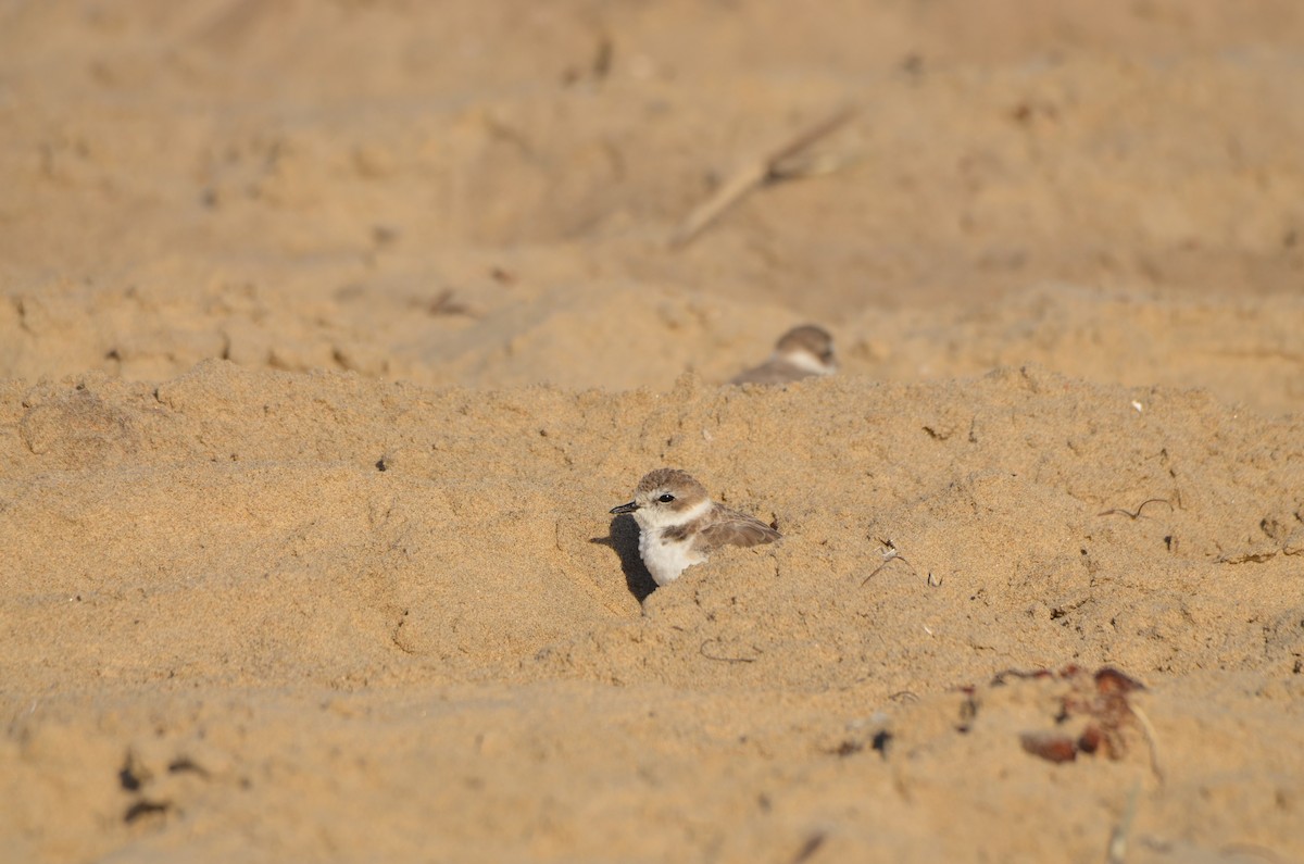 Snowy Plover - ML646276603