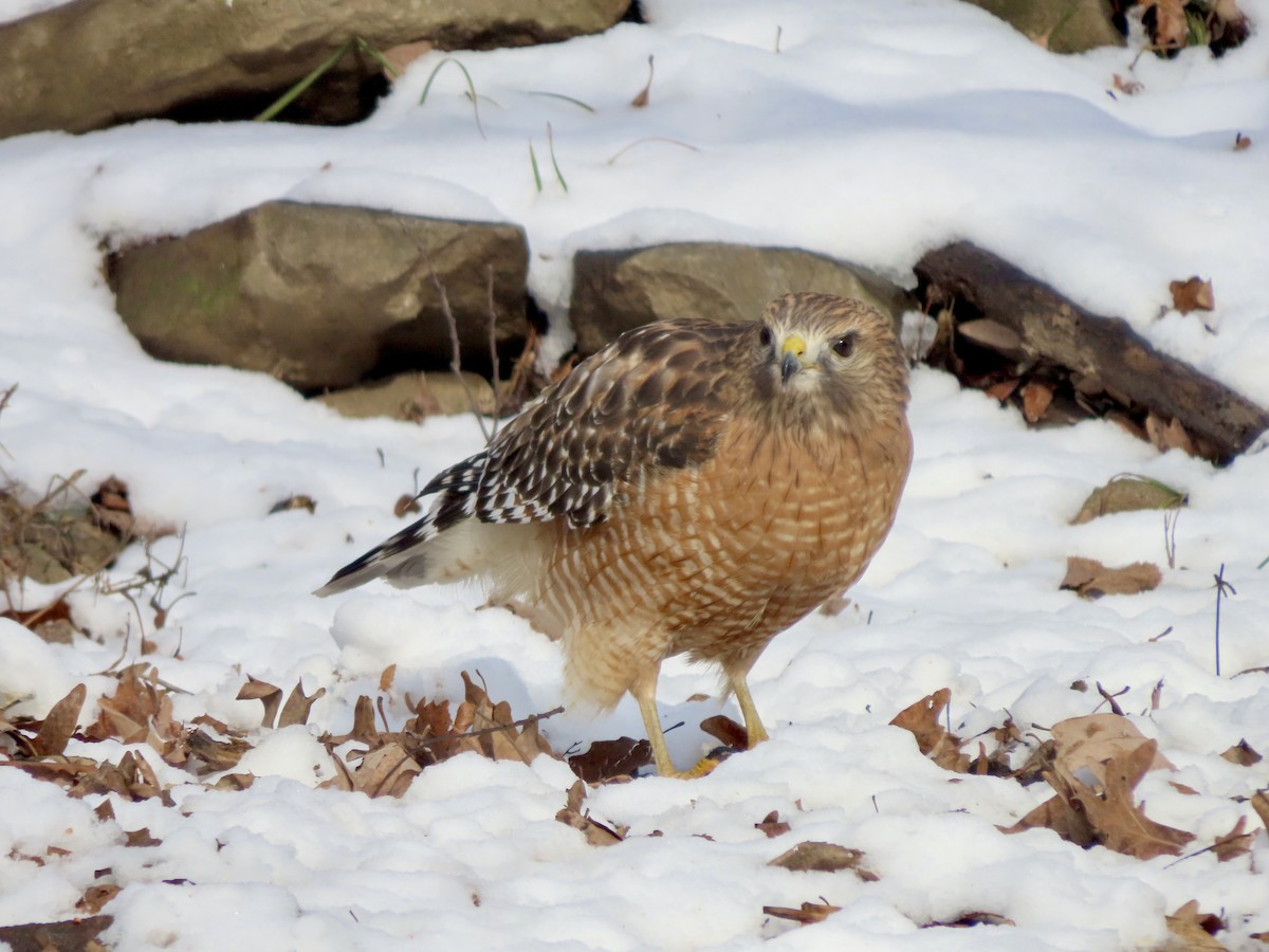 Red-shouldered Hawk - ML646276605