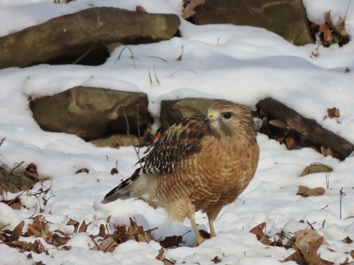 Red-shouldered Hawk - ML646276606