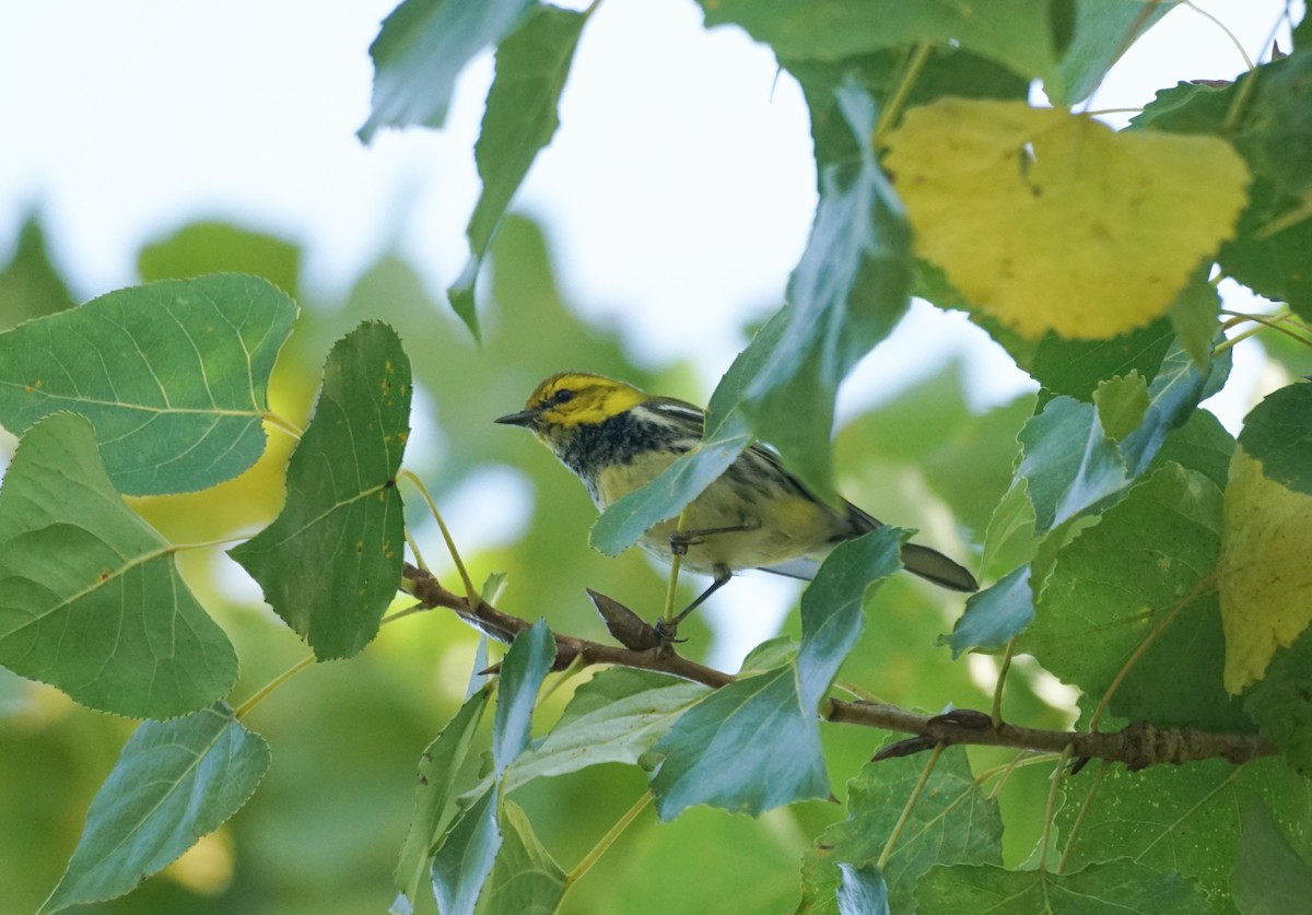 Black-throated Green Warbler - ML646276607
