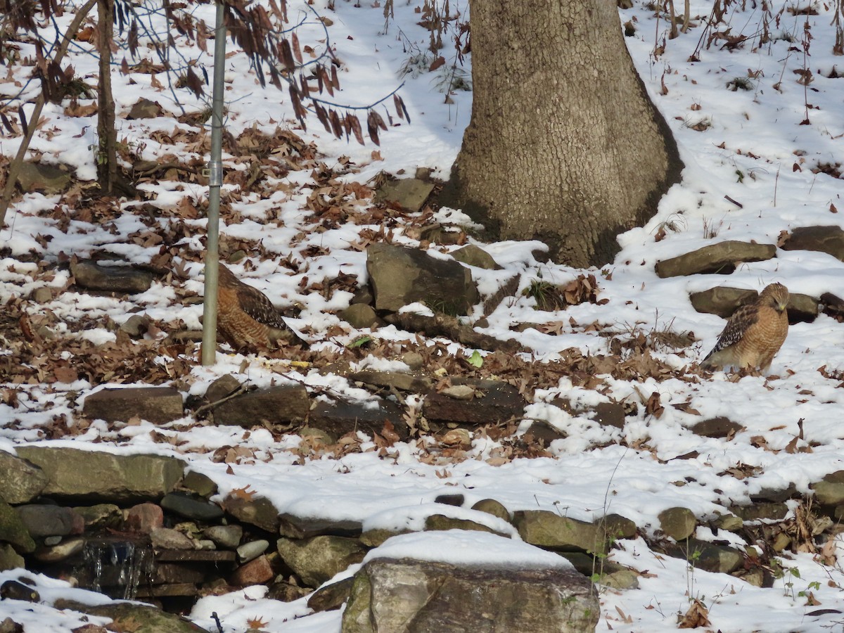 Red-shouldered Hawk - ML646276608