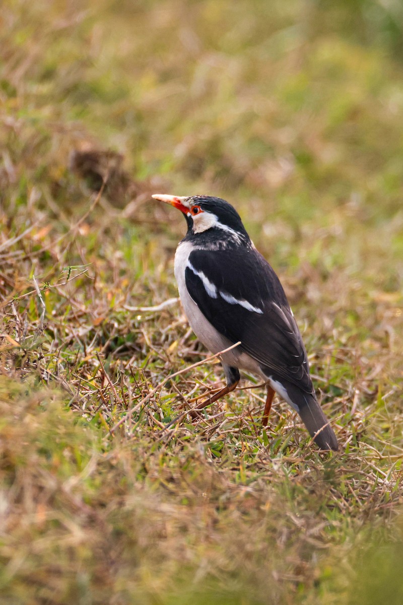 Indian Pied Starling - ML646276611