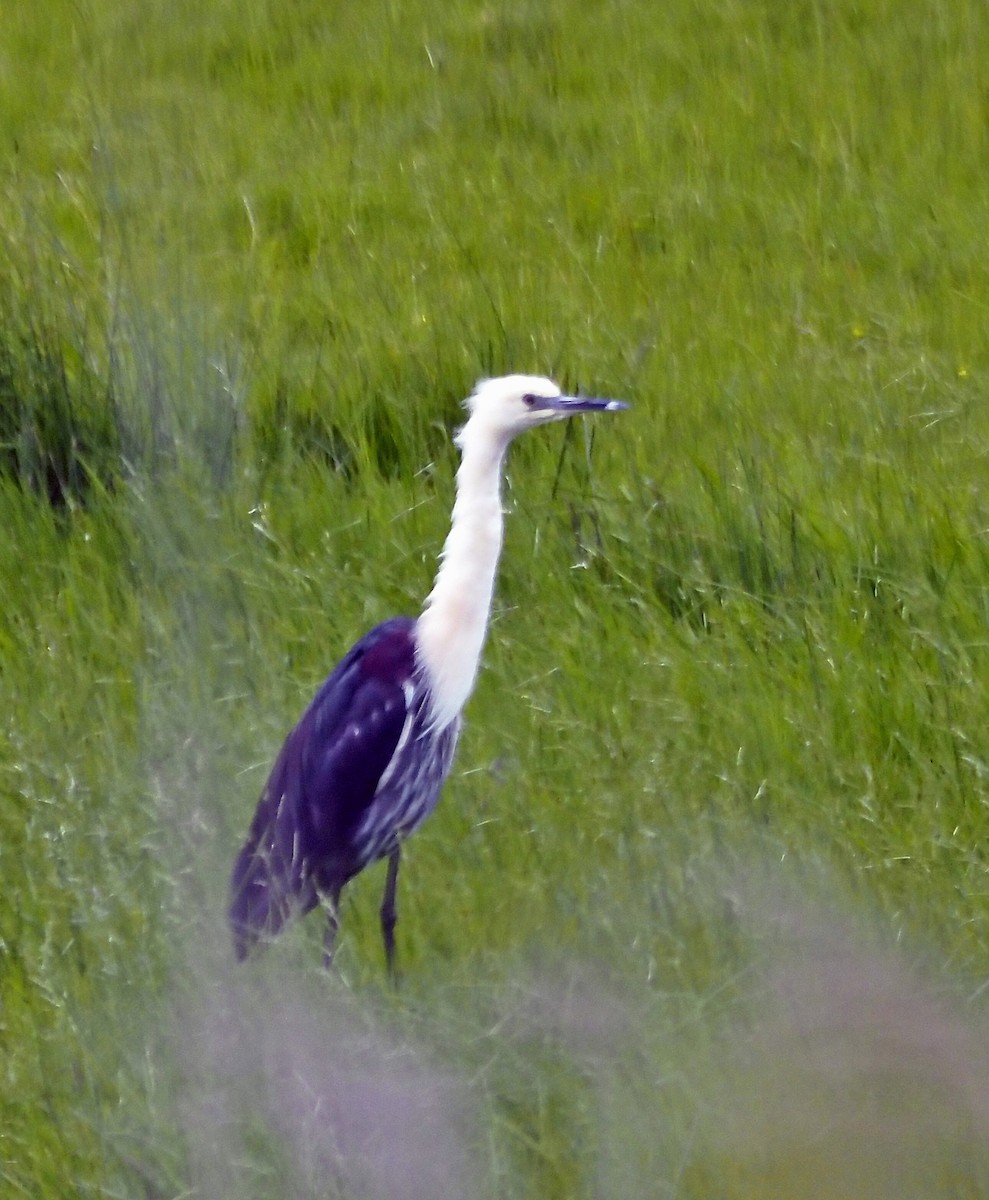 Pacific Heron - ML646276613