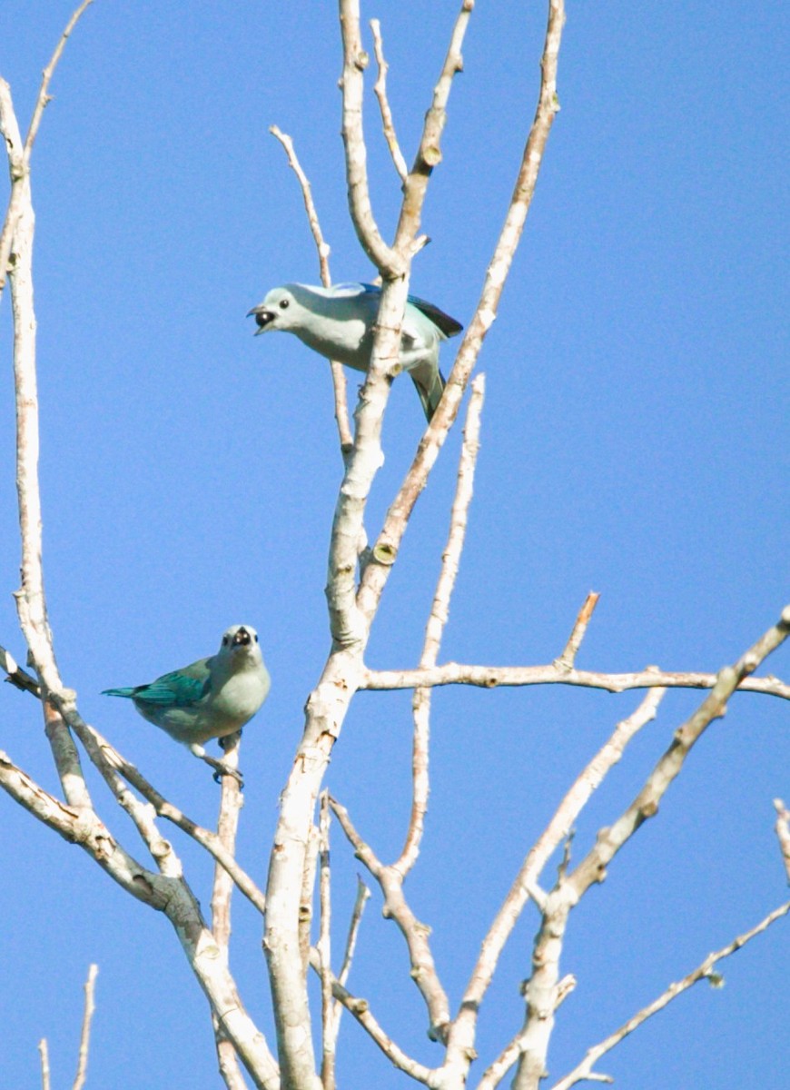 Blue-gray Tanager - ML646276615