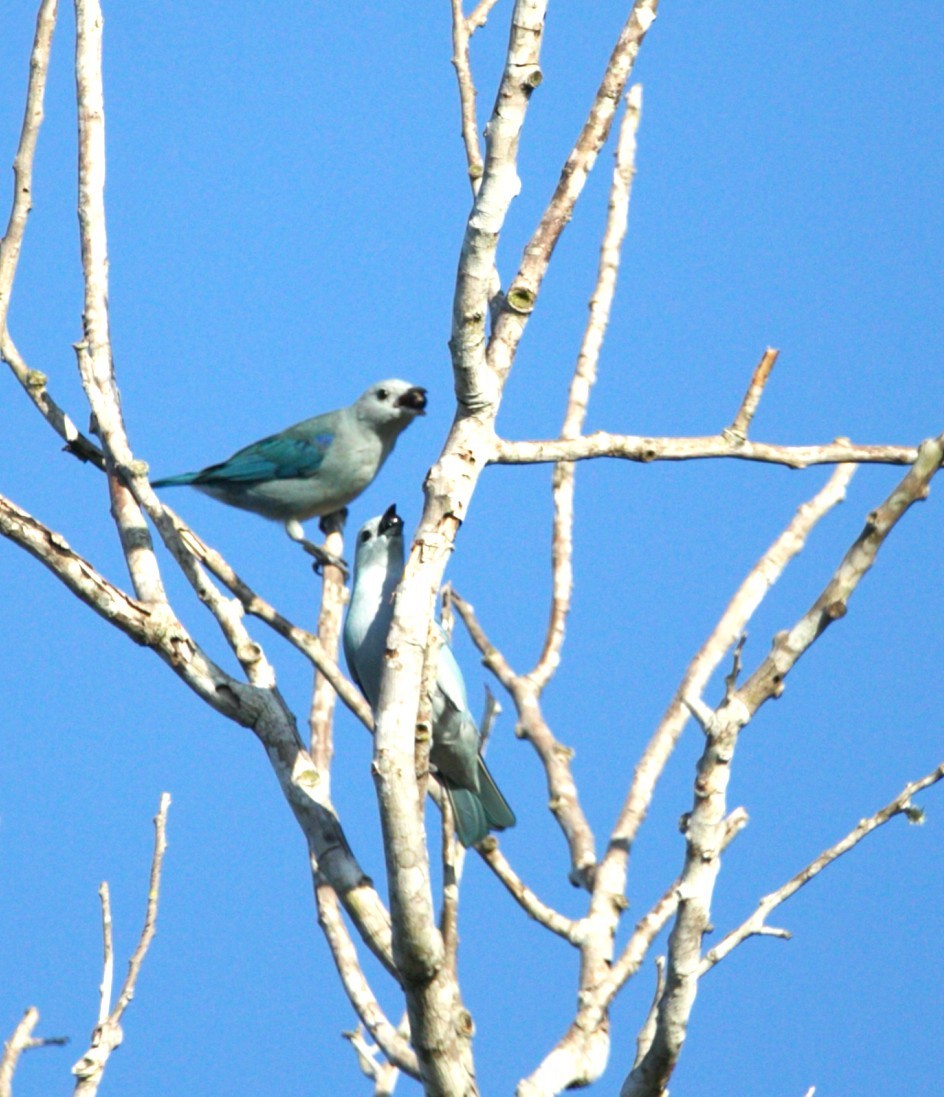 Blue-gray Tanager - ML646276616