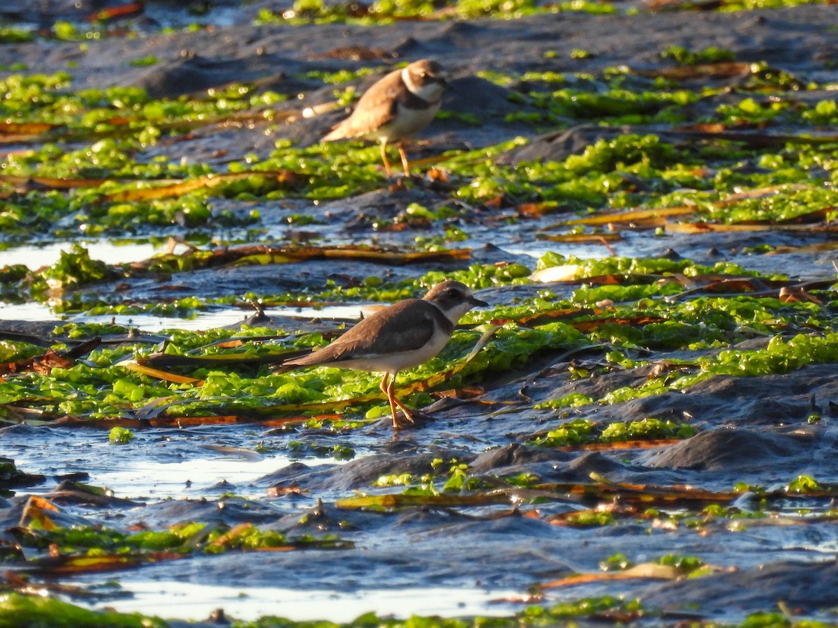 ミズカキチドリ - ML646276618