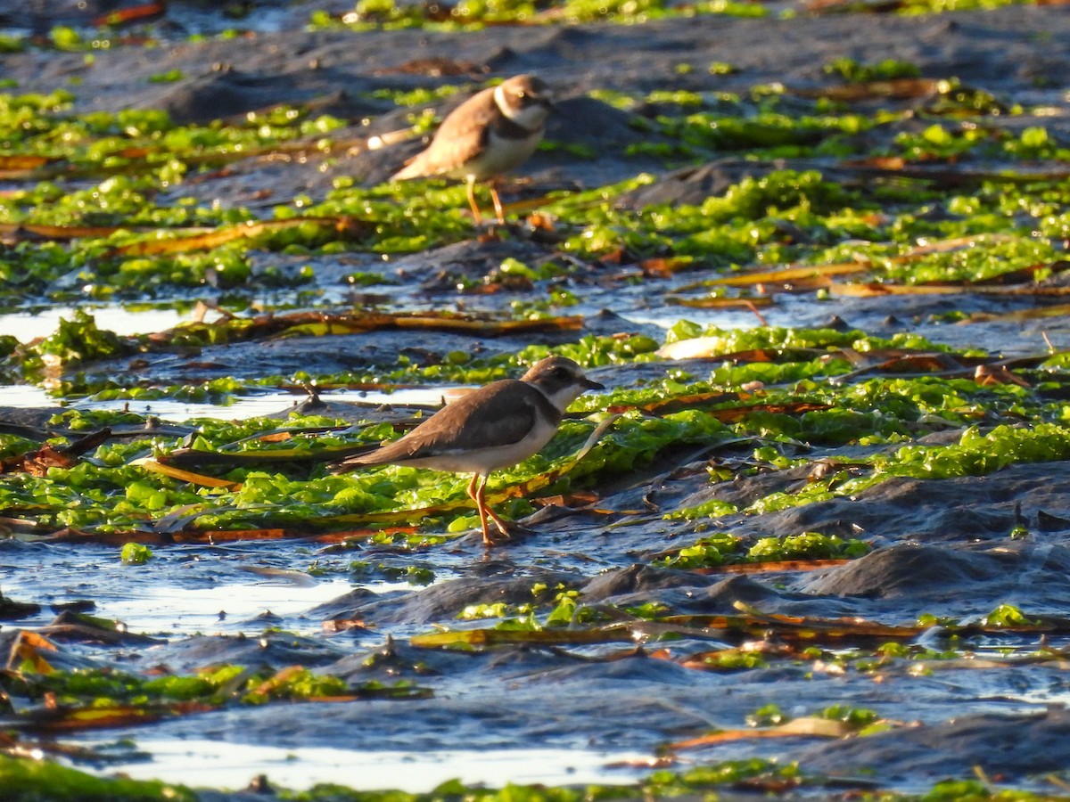 ミズカキチドリ - ML646276619