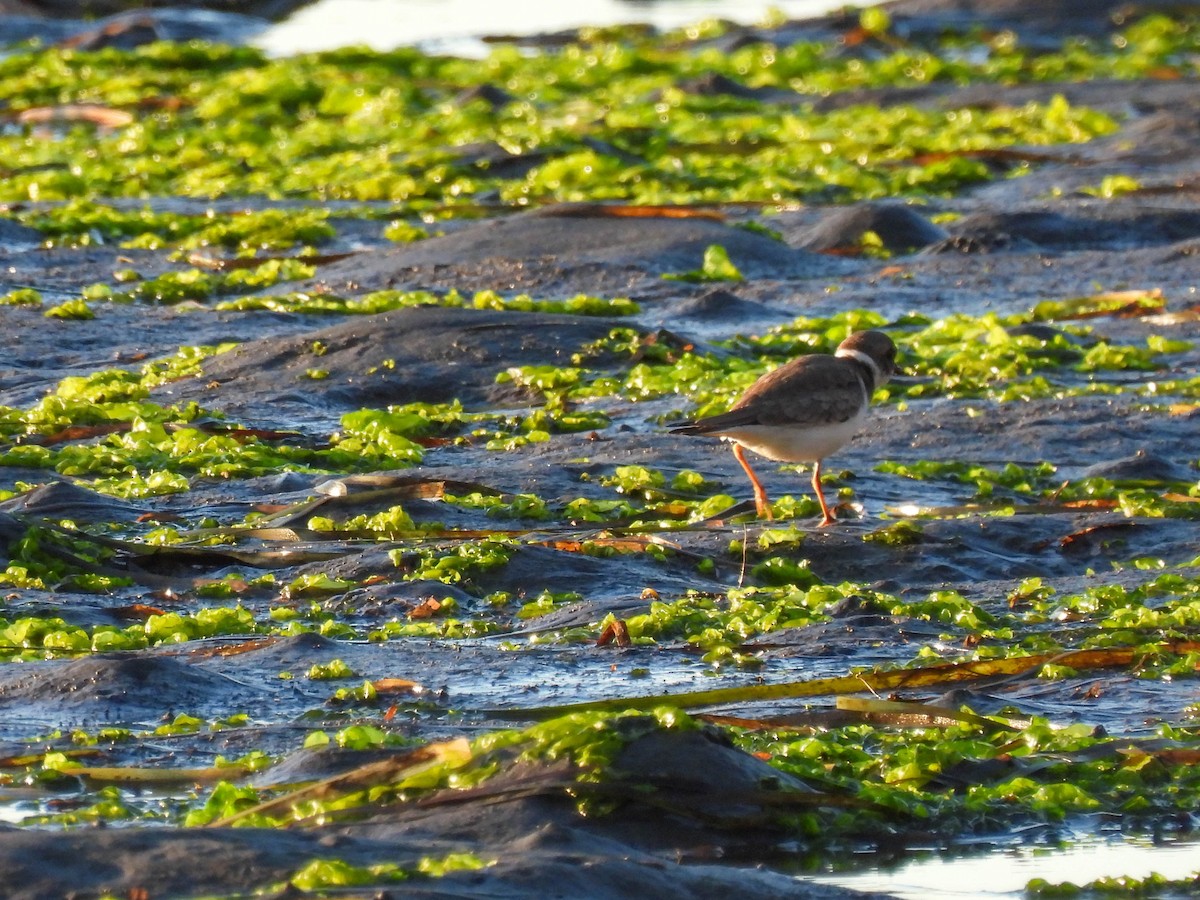 ミズカキチドリ - ML646276620