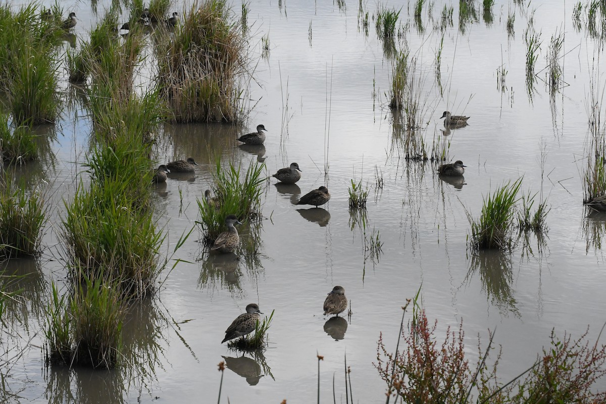 čírka bělohrdlá - ML646276624