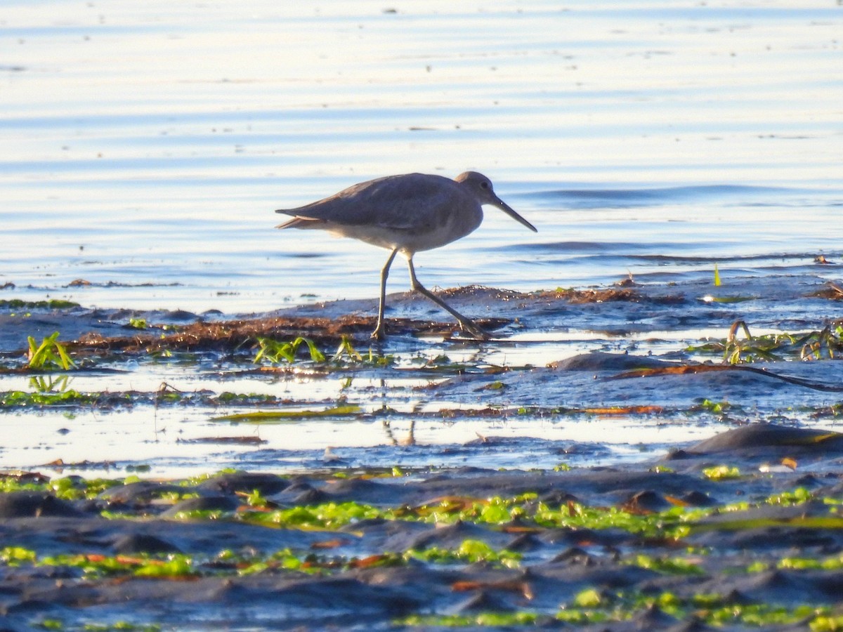 Willet - ML646276625
