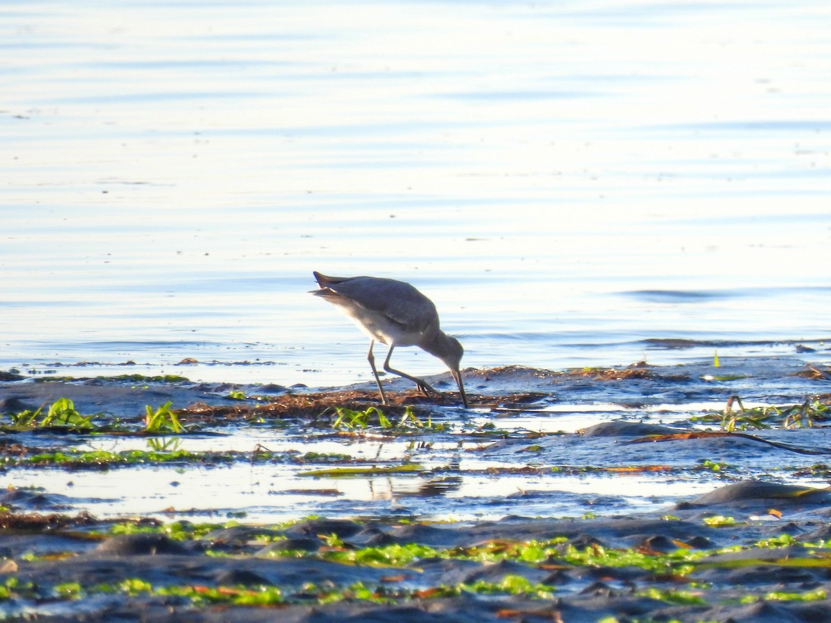 Willet - ML646276626