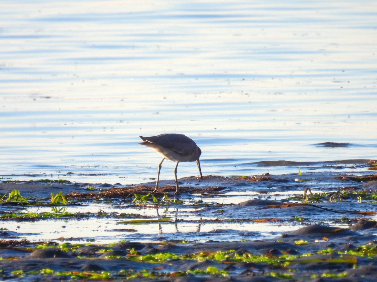 Willet - ML646276627