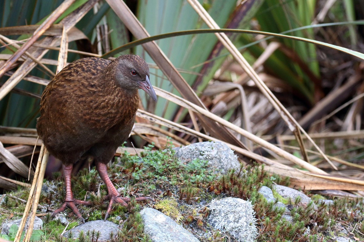 chřástal weka - ML646276629