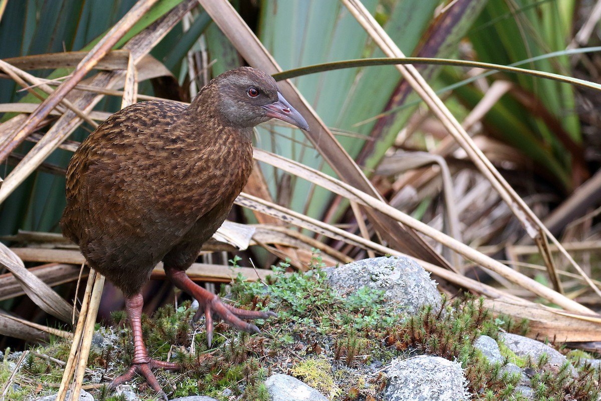 chřástal weka - ML646276630