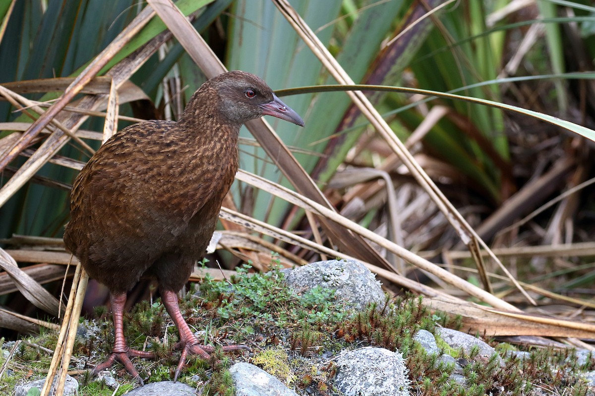 chřástal weka - ML646276631
