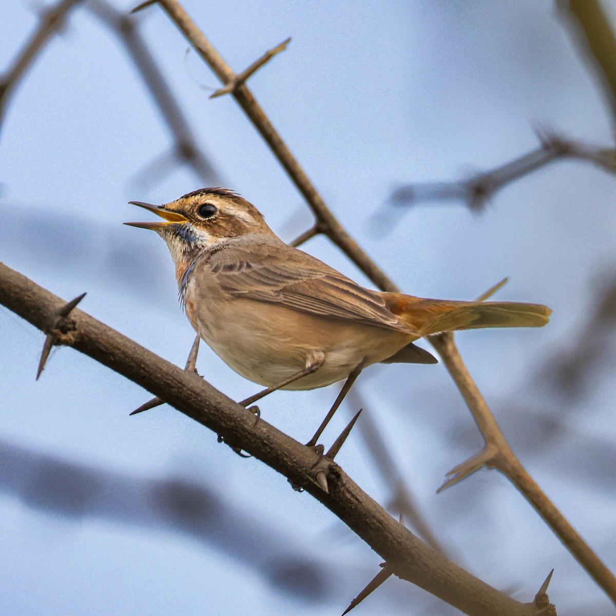 Bluethroat - ML646276632