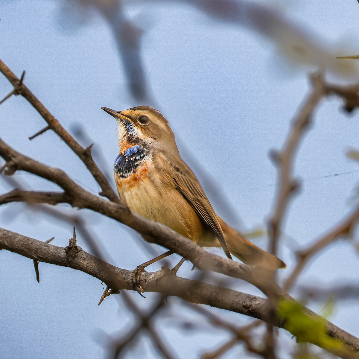 Bluethroat - ML646276634