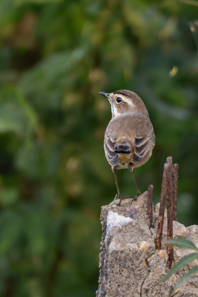Bluethroat - ML646276635