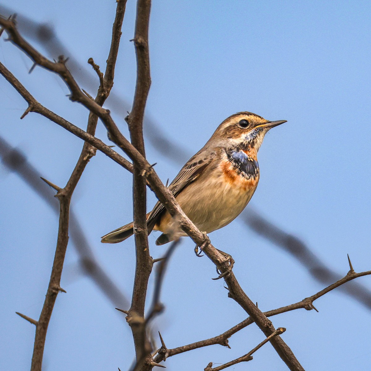 Bluethroat - ML646276636