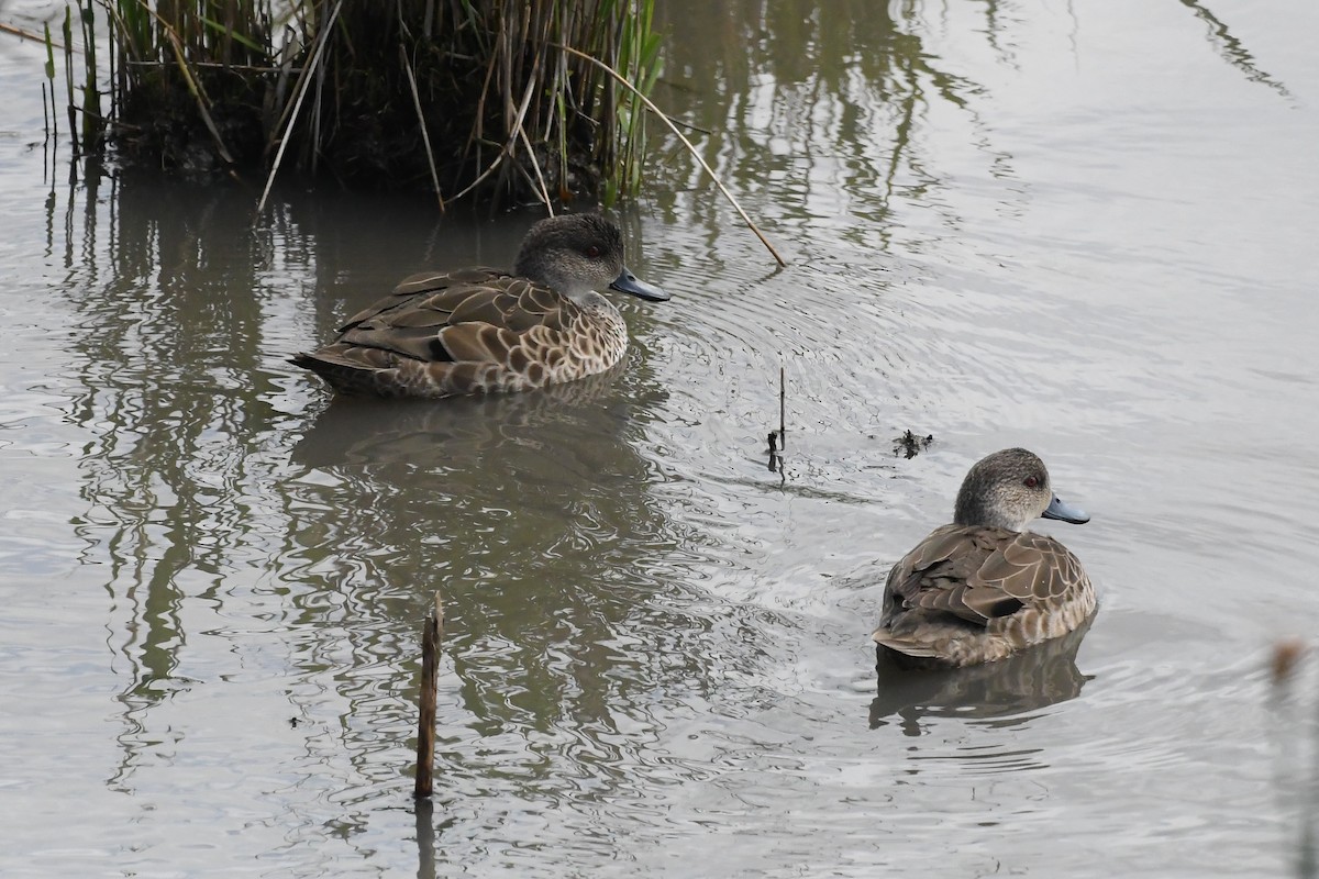 čírka bělohrdlá - ML646276638