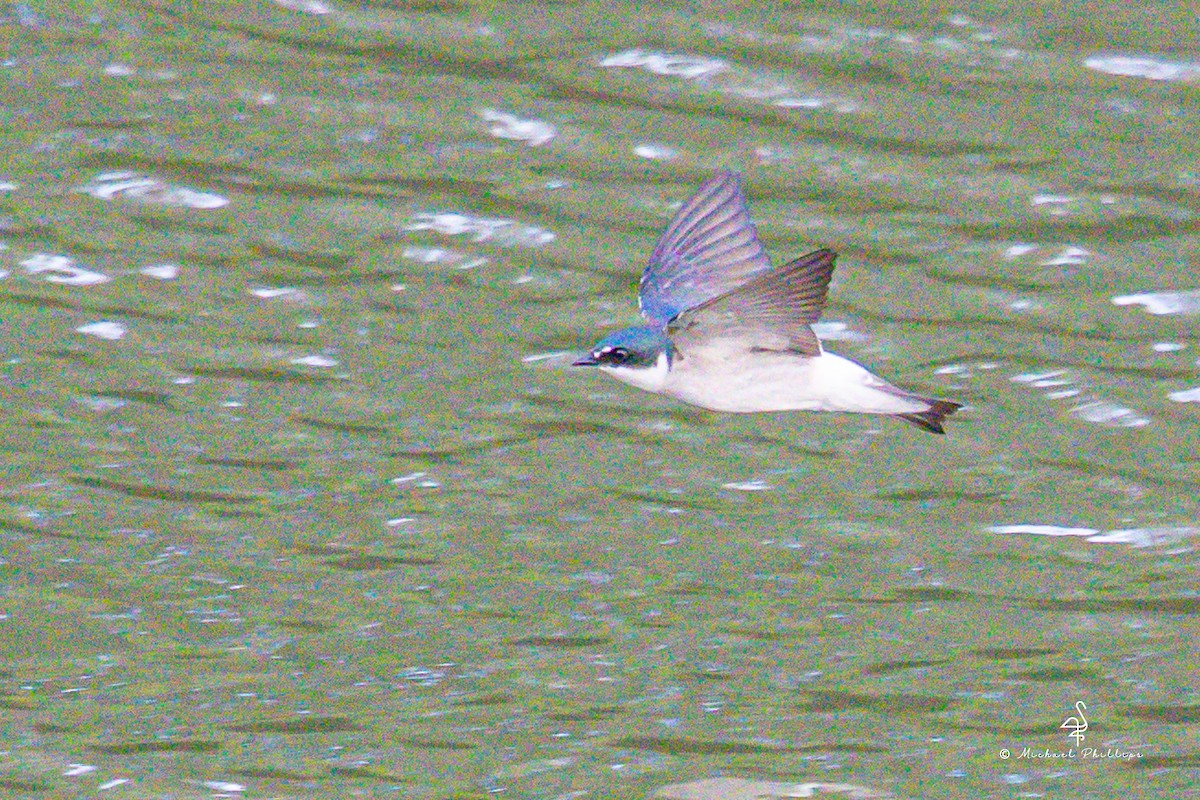 vlaštovka mangrovová - ML646276639