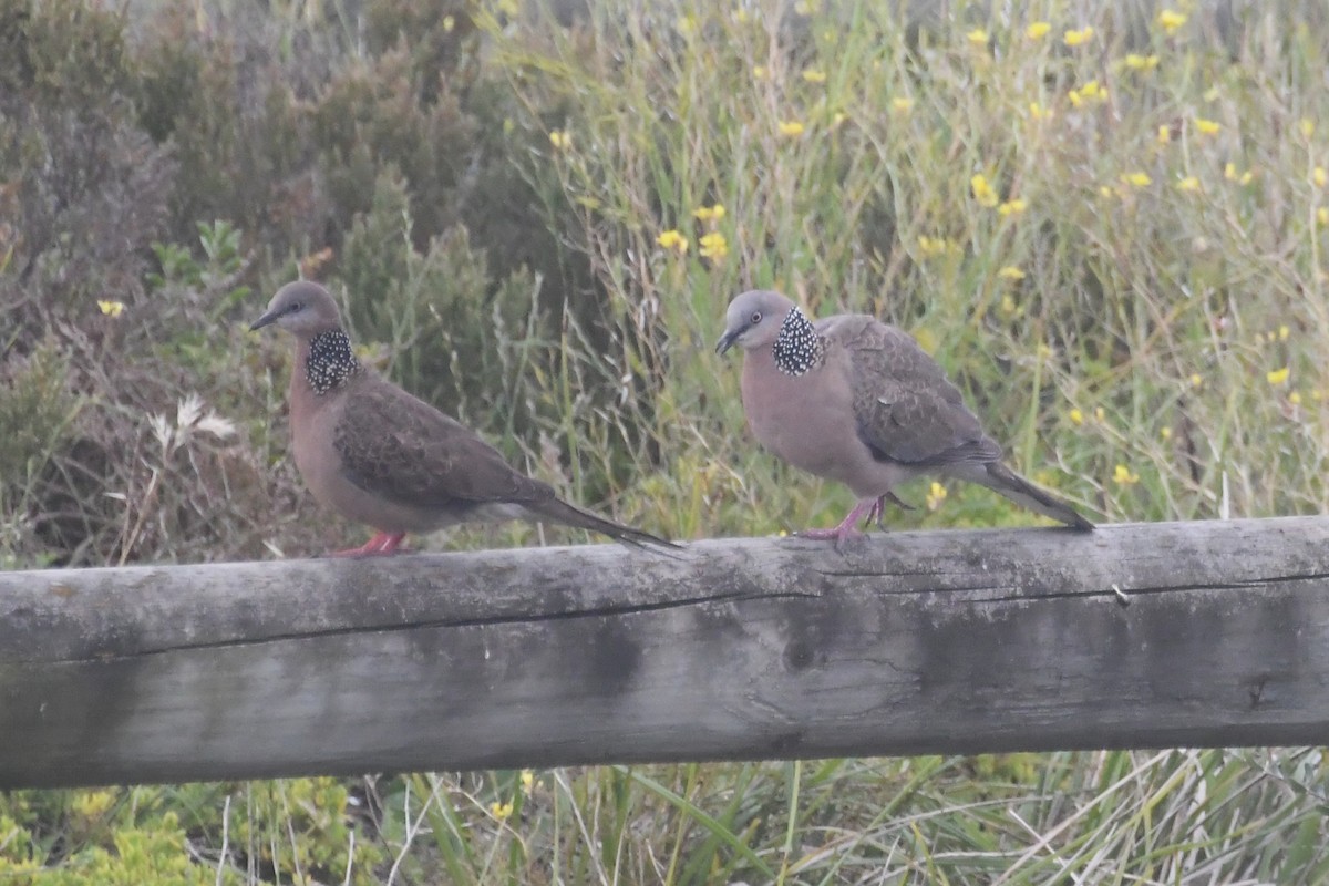 hrdlička kropenatá - ML646276640