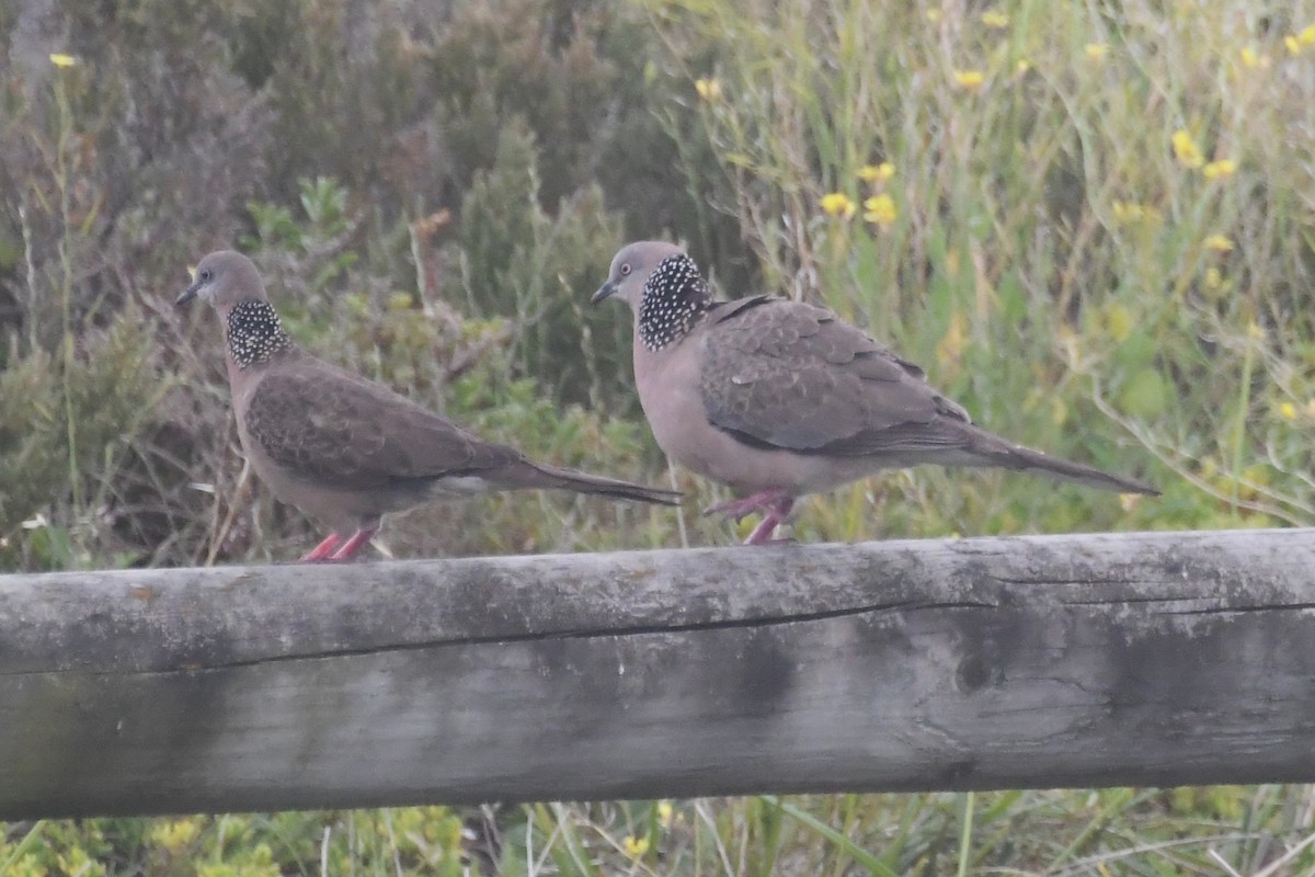 hrdlička kropenatá - ML646276641