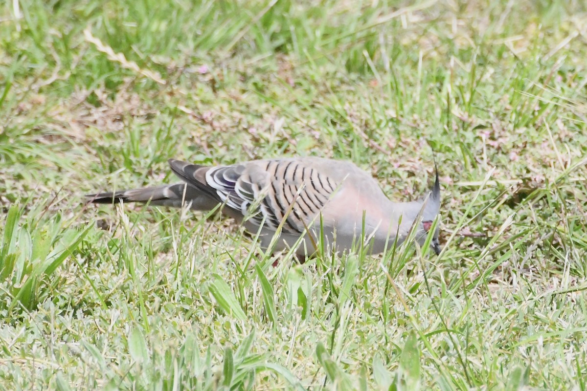 holub chocholatý - ML646276646