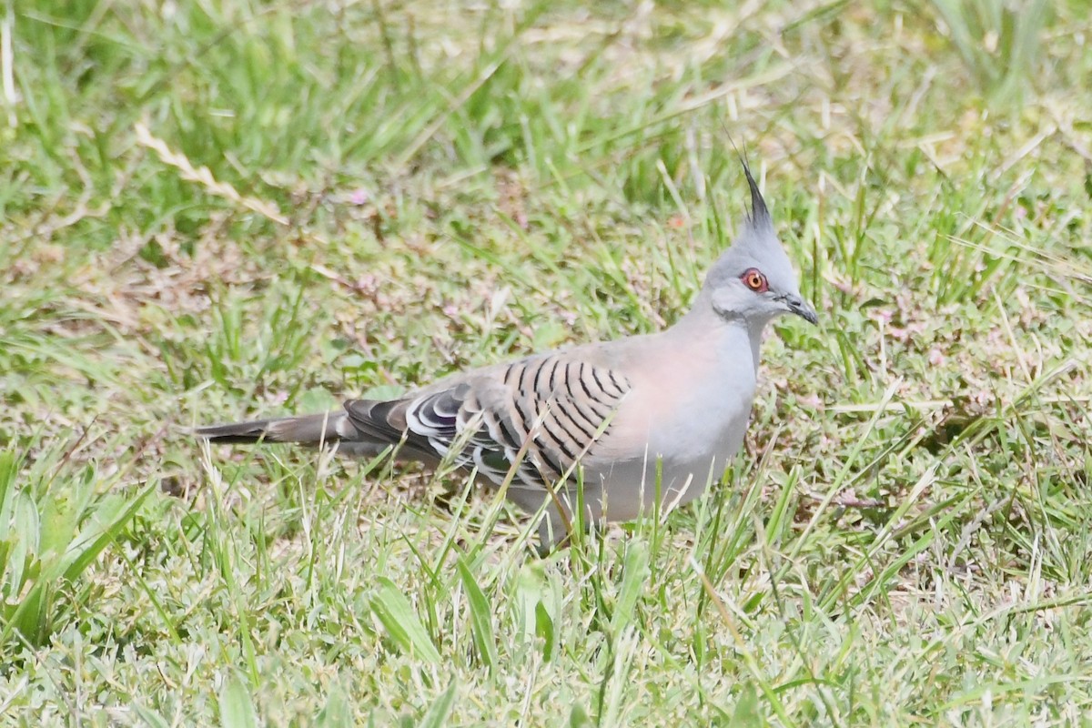 holub chocholatý - ML646276647