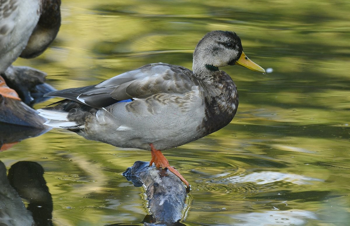 kachna divoká - ML646276648