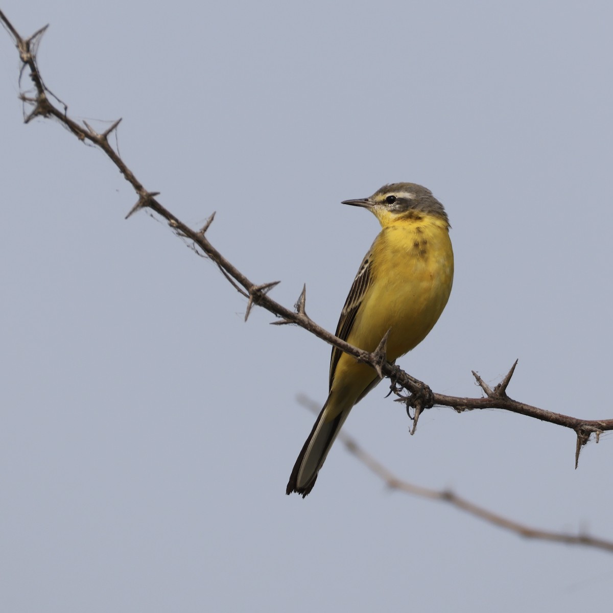 konipas luční - ML646276649