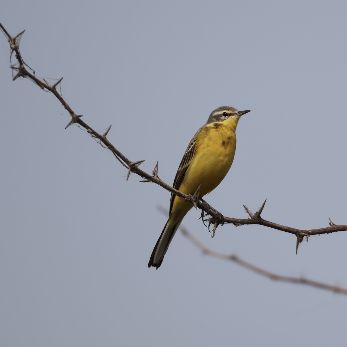 konipas luční - ML646276650